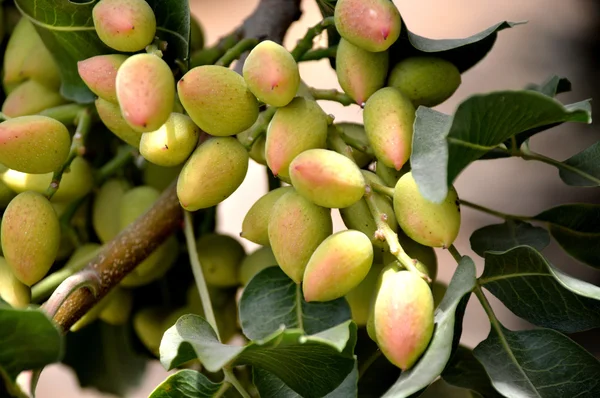 Fıstık ağacı.