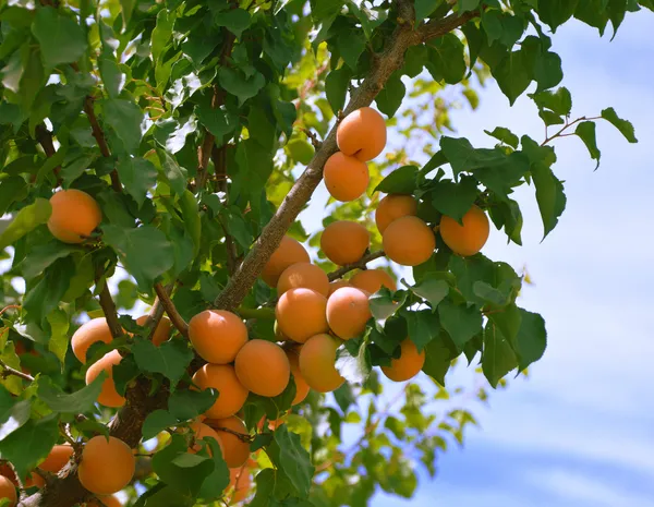 Apricots on a branch. — Stock Photo, Image