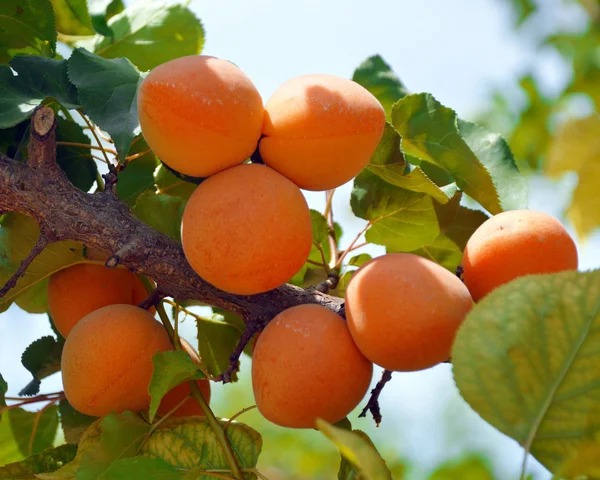 Apricots on a branch. — Stock Photo, Image