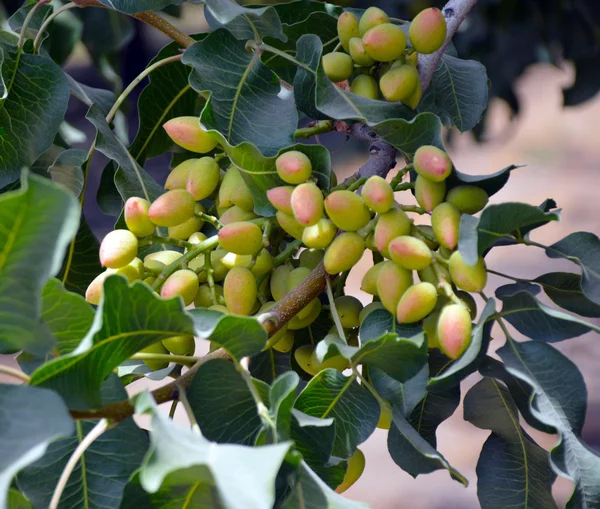 Pistachio tree Stock Photos, Royalty Free Pistachio tree Images