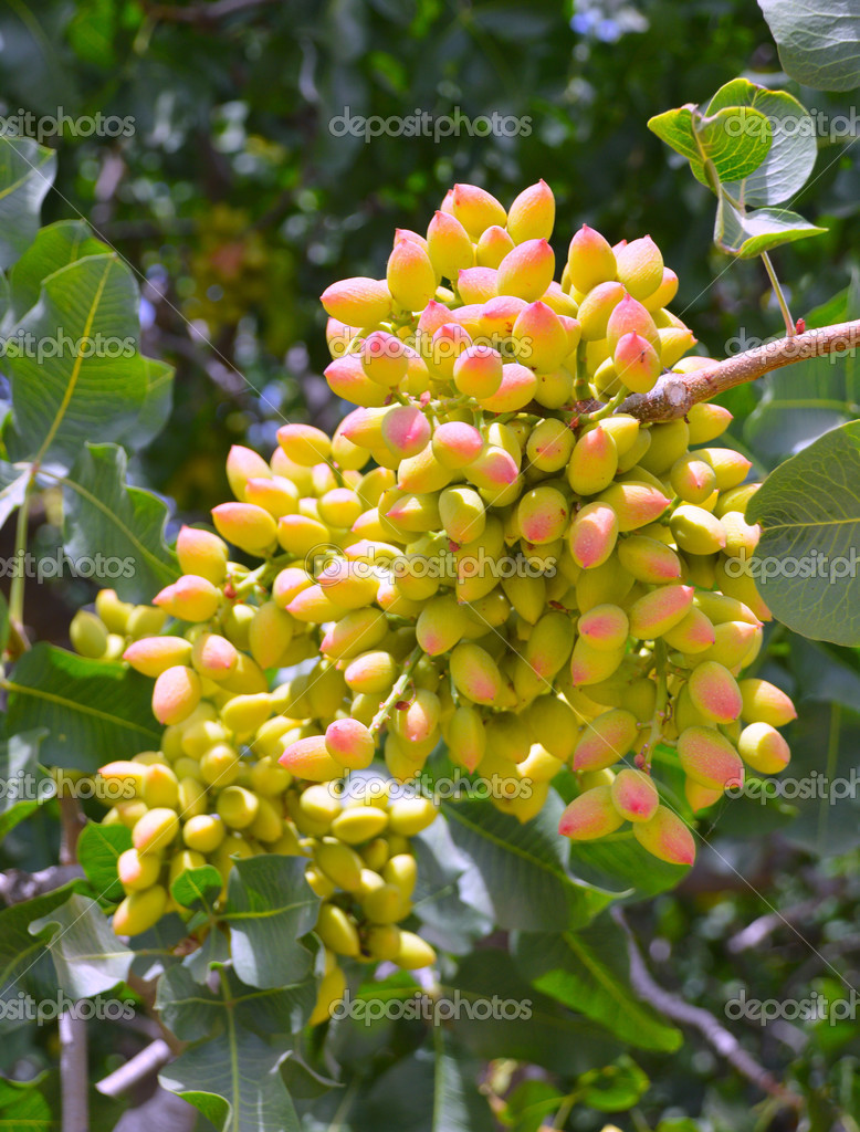 Pmages pistachio trees Pistachio tree. — Stock Photo © coconat 48500781