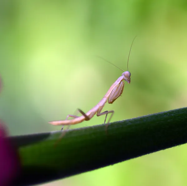 Praying, Mantis, Insect, Flower. — Stock Photo, Image