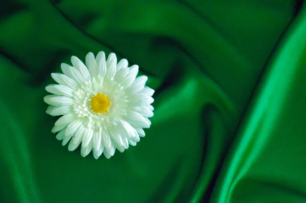 Flower, silk, texture, background. — Stock Photo, Image