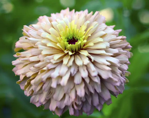 Zinnia flower. — Stock Photo, Image
