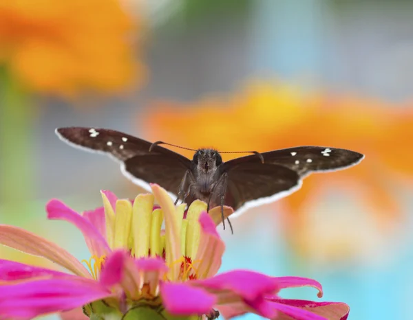 Papillon sur une fleur. — Photo