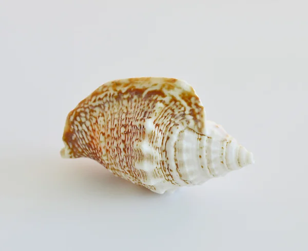 Colorful, sea, shell — Stock Photo, Image