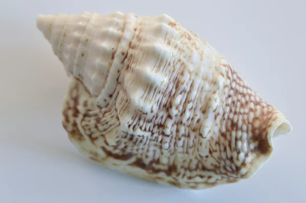 Färgglada, havet, shell — Stockfoto