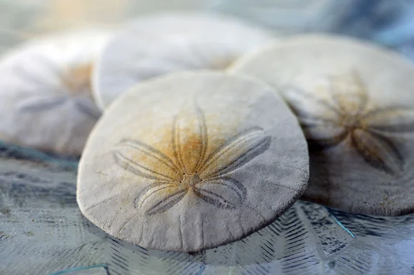 Sand dollar. — Stockfoto