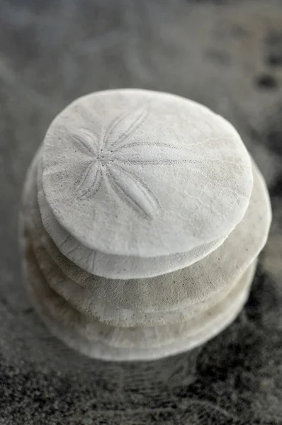 Sand dollar. — Stockfoto