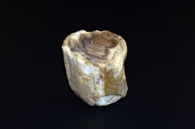 Taşlaşmış odun