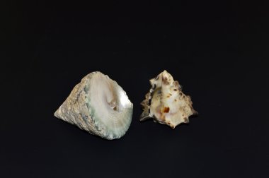 Deniz kabukları.