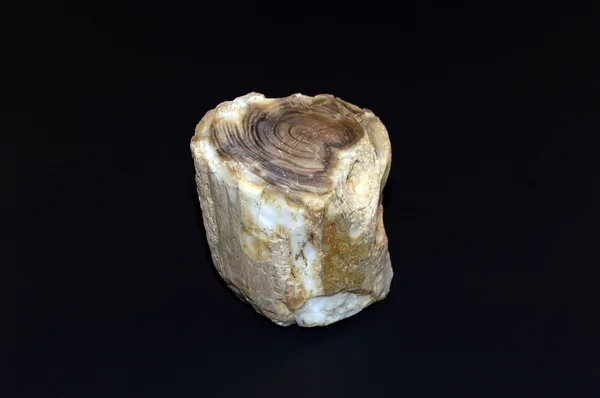 Madera petrificada — Foto de Stock