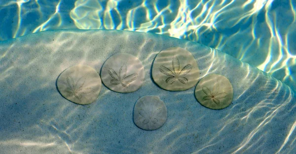 Dólar de areia. — Fotografia de Stock