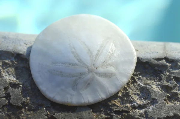 Sand dollar. — Stockfoto