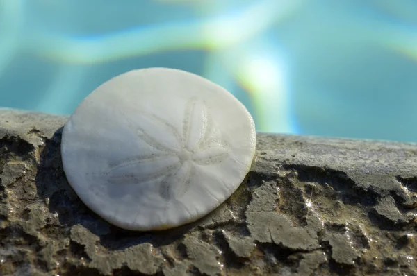 Sand Dollar. — Stock Photo, Image