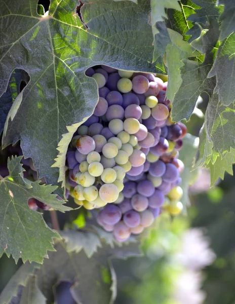 Uvas. — Fotografia de Stock