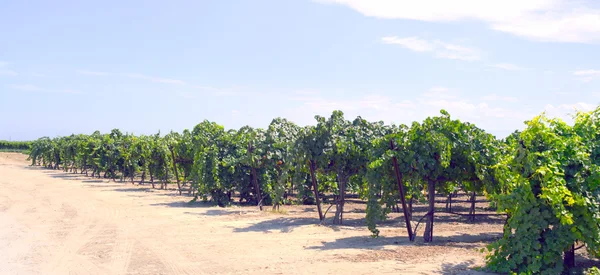 Grapes. — Stock Photo, Image