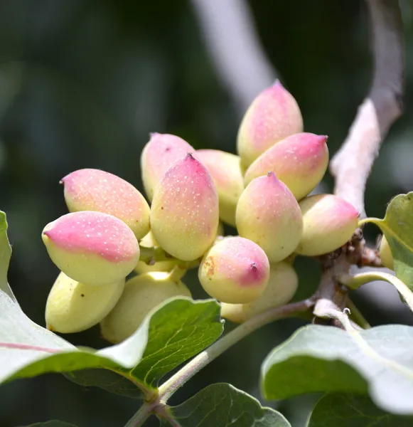 Drzewa pistacjowego. — Zdjęcie stockowe