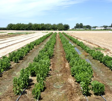 Stevia bitki
