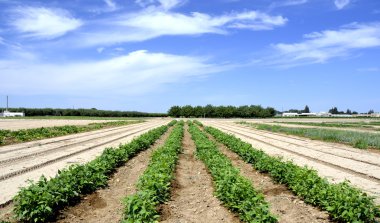 Lima, fasulye, satır
