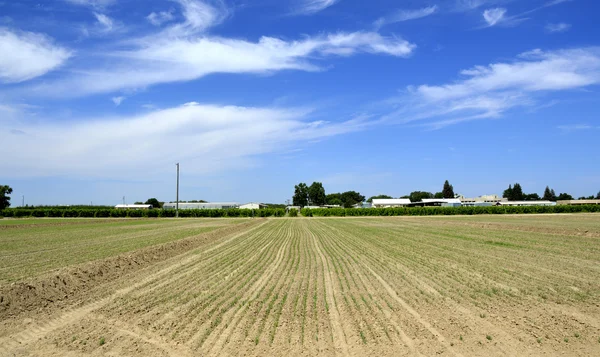 Fältet, åkermark. — Stockfoto