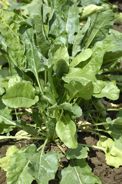 Sugar beet. — Stock Photo, Image