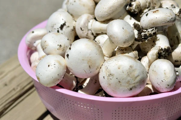 Button mushrooms. — Stock Photo, Image