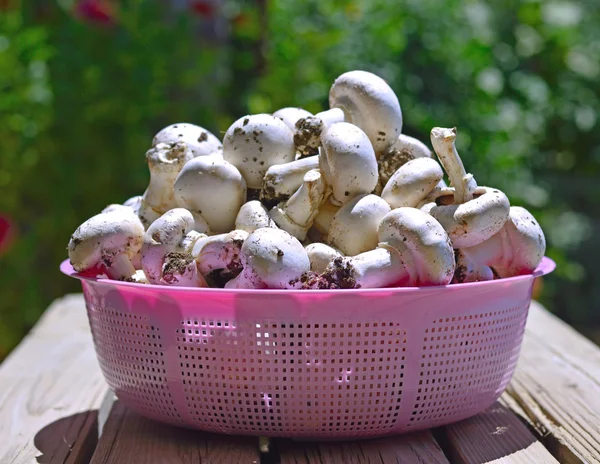 Funghi di bottone . — Foto Stock