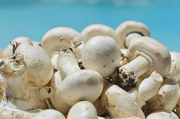 Button mushrooms. — Stock Photo, Image