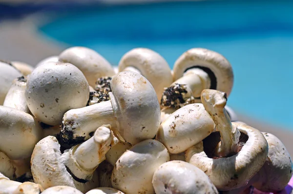 Funghi di bottone . — Foto Stock