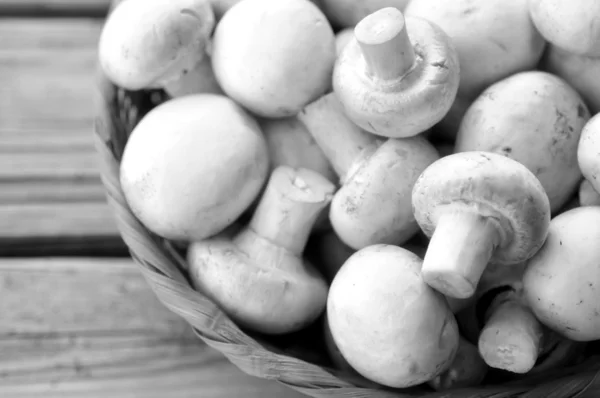 Knoflíky houby. — Stock fotografie