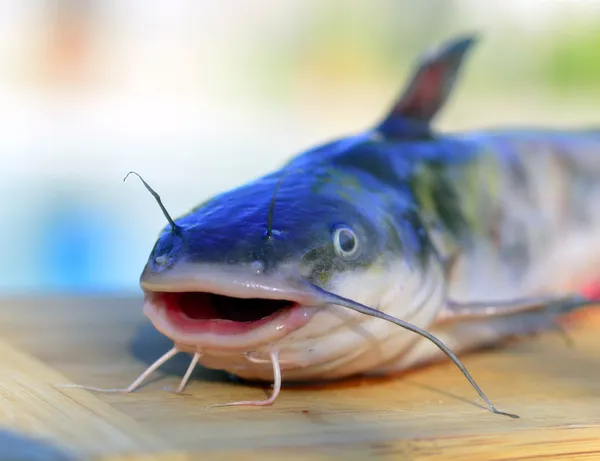 Bagre de pescado . — Foto de Stock