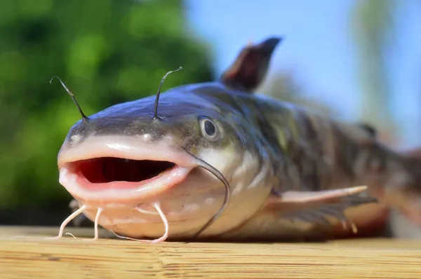 Balık yayın balığı. — Stok fotoğraf