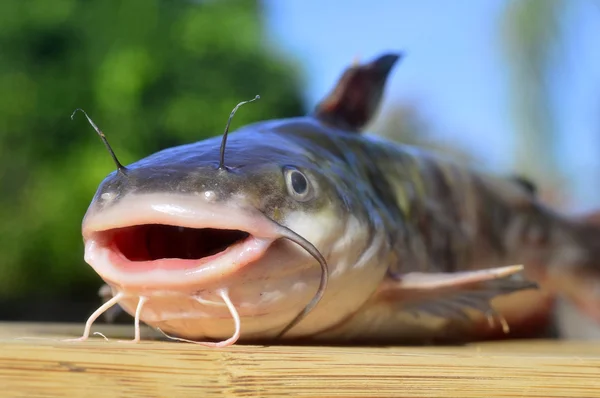 Bagre de pescado . —  Fotos de Stock