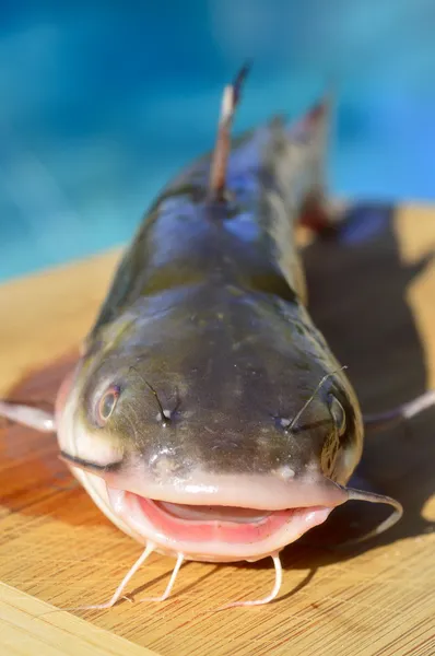 Bagre de pescado . — Foto de Stock