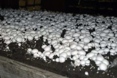 Mushroom Farm. clipart
