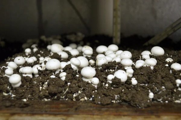 Mushroom Farm. — Stock Photo, Image