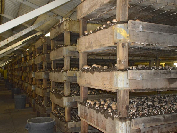 Mushroom Farm. — Stock Photo, Image