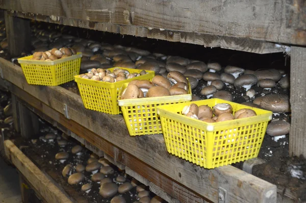 Mushroom Farm. — Stock Photo, Image