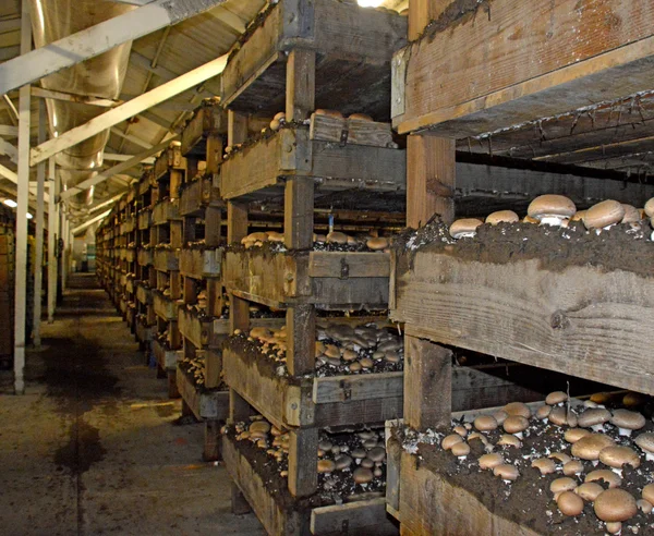 Mushroom Farm. — Stock Photo, Image