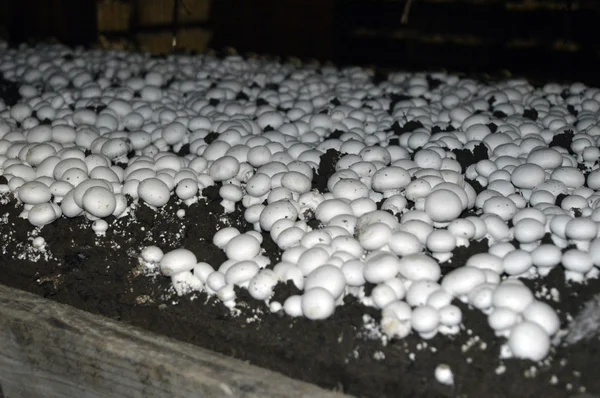 Mushroom Farm. — Stock Photo, Image