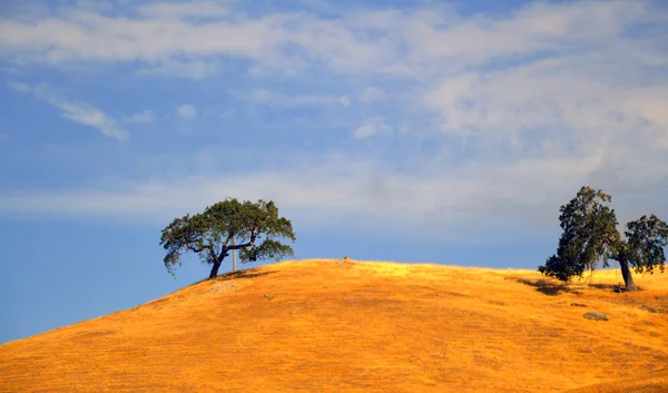 Tree Road Valley Desierto California . —  Fotos de Stock