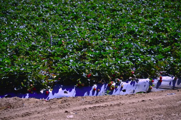 Aardbeienveld. — Stockfoto