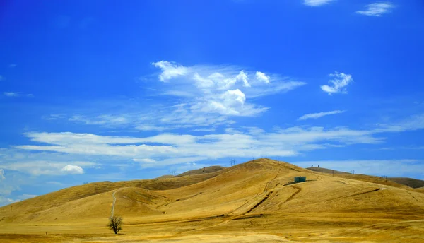 Tree Road Valley Desierto California . — Foto de Stock
