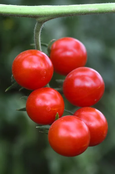 Cherry rajčata. — Stock fotografie