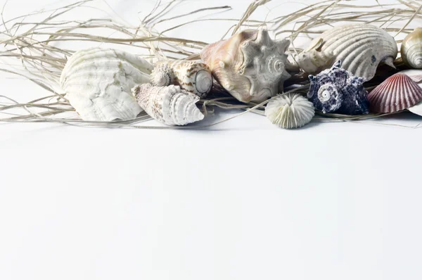 Colección de conchas marinas . — Foto de Stock