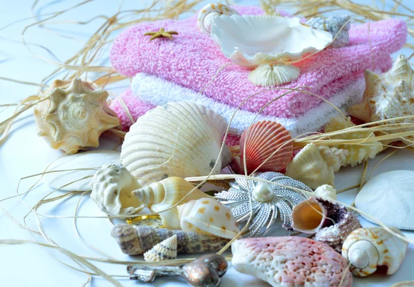 Collection of seashells. — Stock Photo, Image