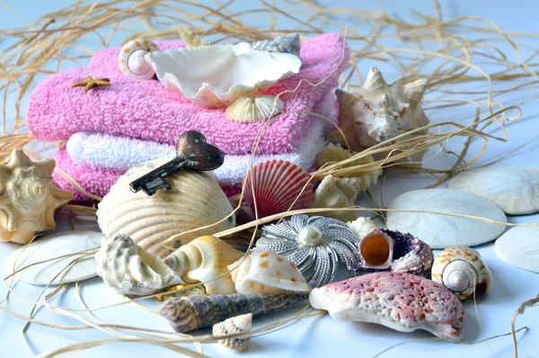 Coleção de conchas . — Fotografia de Stock