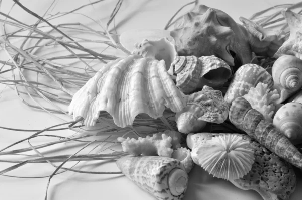 Tengeri kagylókból gyűjteménye. — Stock Fotó
