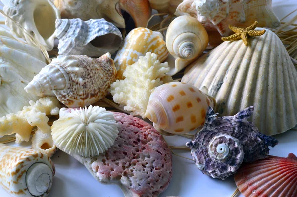 Colección de conchas marinas . —  Fotos de Stock